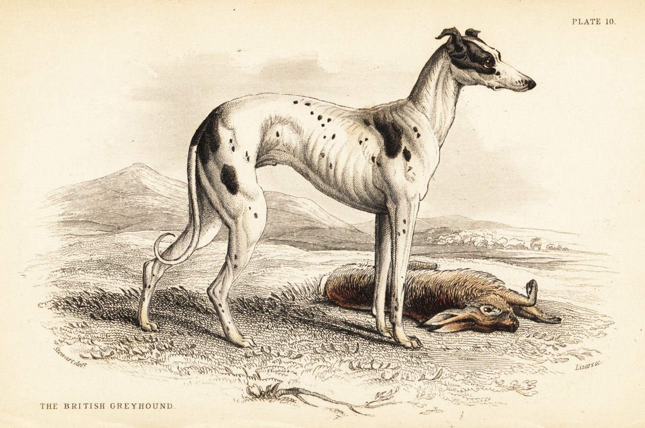 Britischer Windhund, Canis lupus familiaris von William Home Lizars