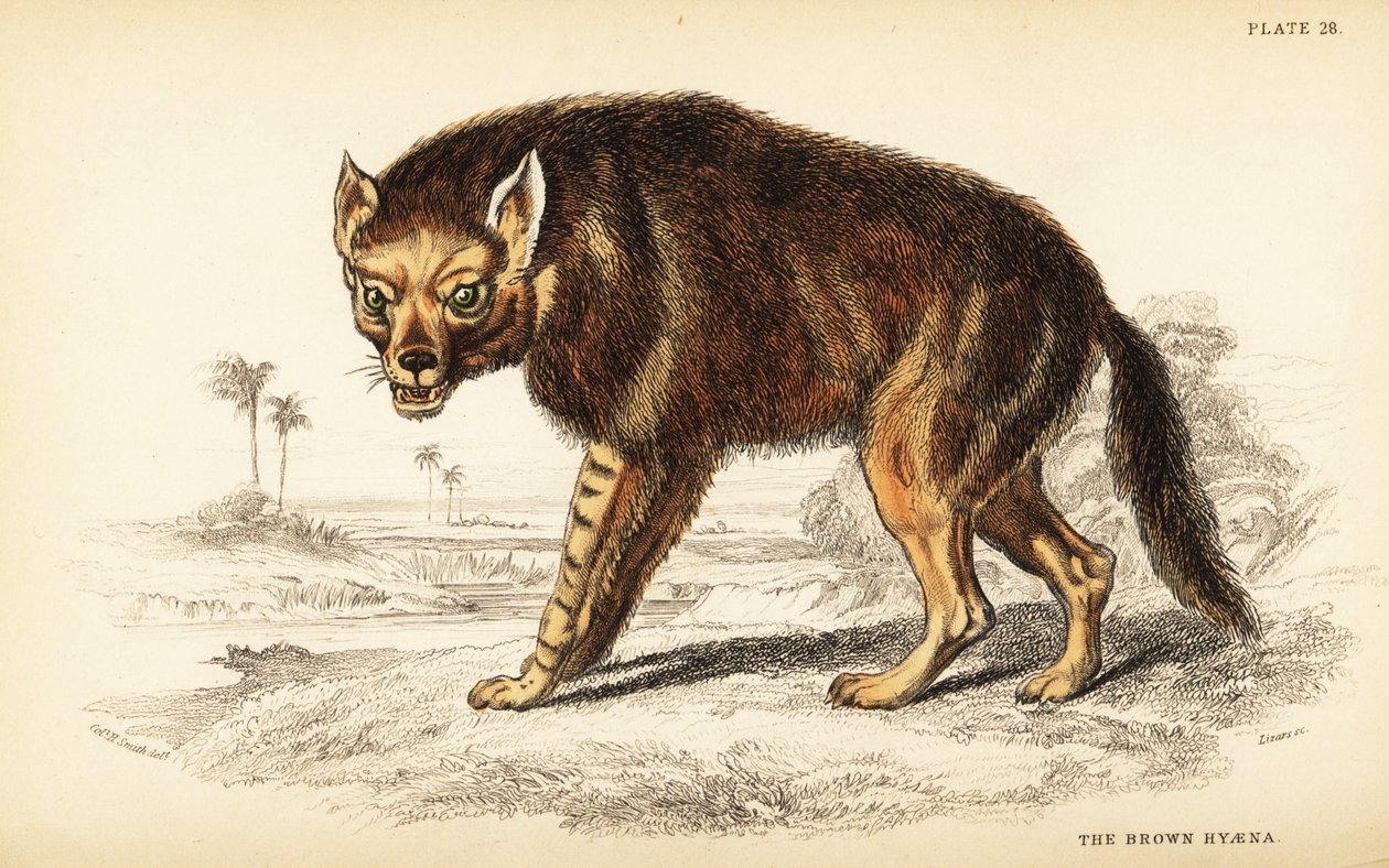 Braune Hyäne oder Strandwolf, Hyaena brunnea (Hyaena fusca) von William Home Lizars