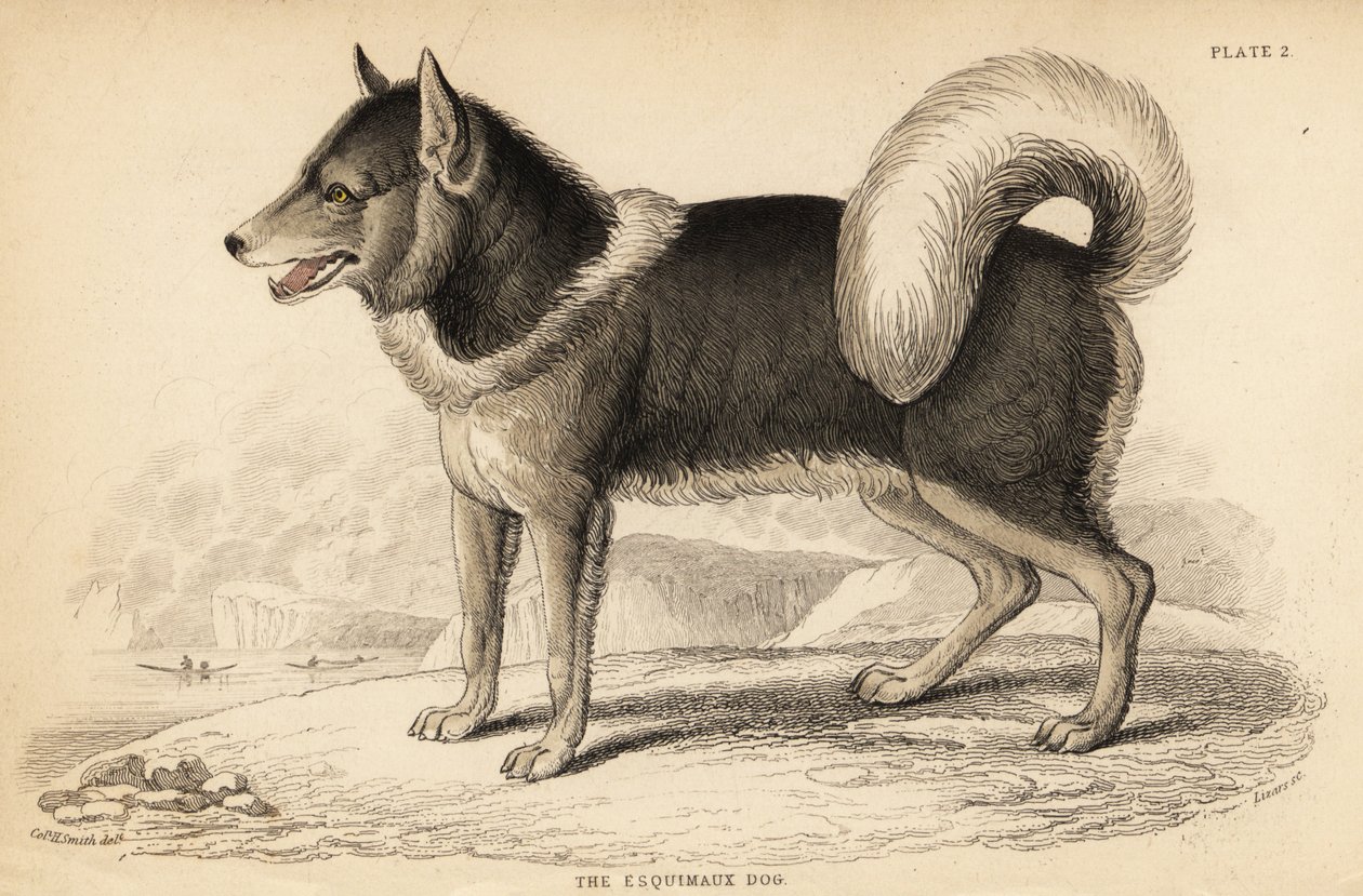 Kanadischer Eskimohund oder Qimmiq, Canis lupus familiaris von William Home Lizars