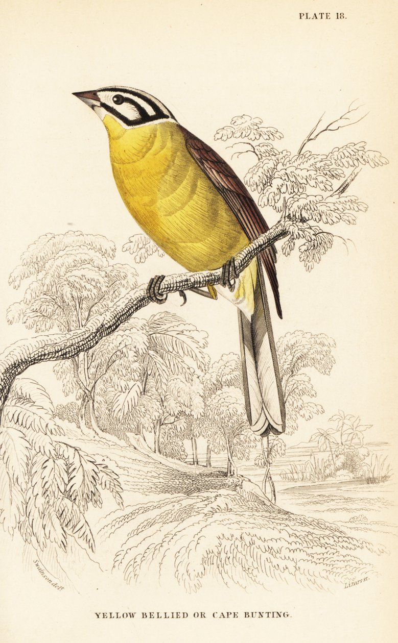 Kapammer, Emberiza capensis (Gelbbauchammer, Fringillaria capensis) von William Home Lizars