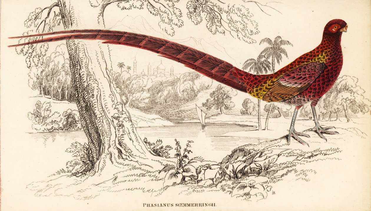Kupferfasan oder Soemmerringfasan, Syrmaticus soemmerringii von William Home Lizars