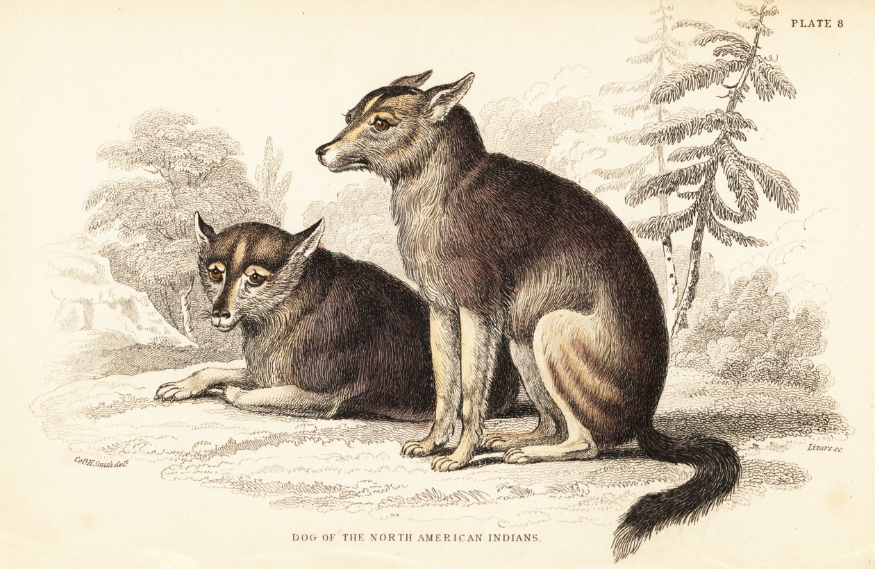 Kojote, Canis latrans von William Home Lizars