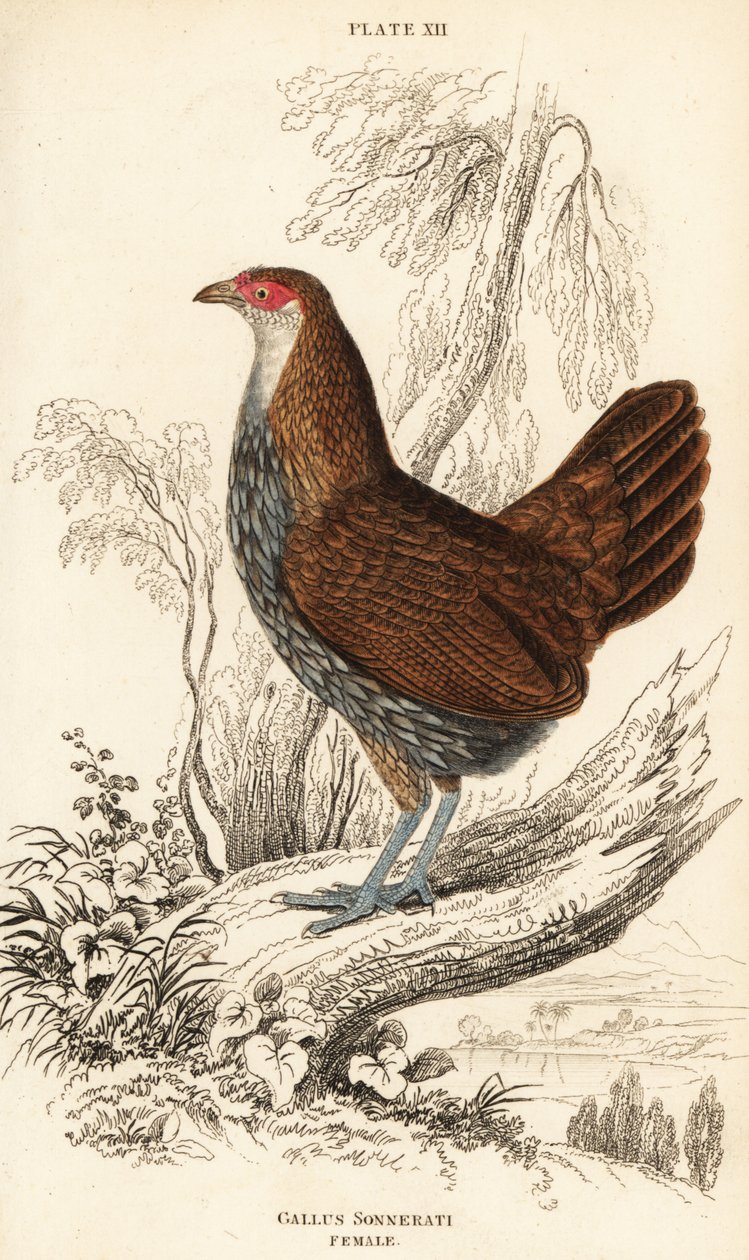 Weiblicher Grauer Dschungelhahn oder Sonnerats Dschungelhahn, Gallus sonneratii (Gallus sonnerati) von William Home Lizars