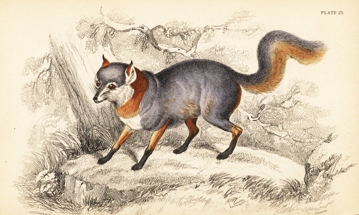 Graufuchs, Urocyon cinereoargenteus von William Home Lizars