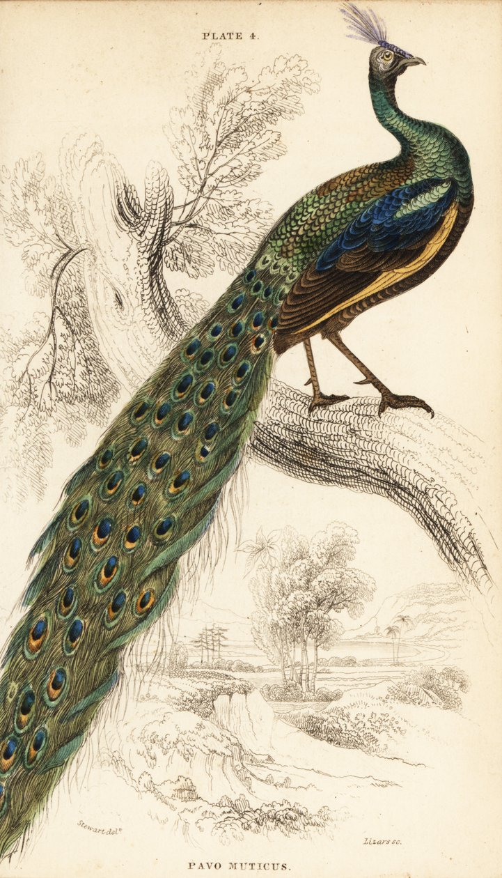 Grüner Pfau, Pavo muticus von William Home Lizars