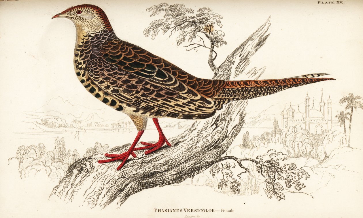 Grüner Fasan oder Japanischer Grünfasan, Weibchen, Phasianus versicolor von William Home Lizars
