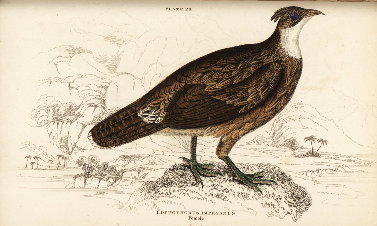 Himalaya-Glanzfasan, Weibchen, Lophophorus impejanus (Impeyan-Glanzfasan, Lophophorus impeyanus) von William Home Lizars
