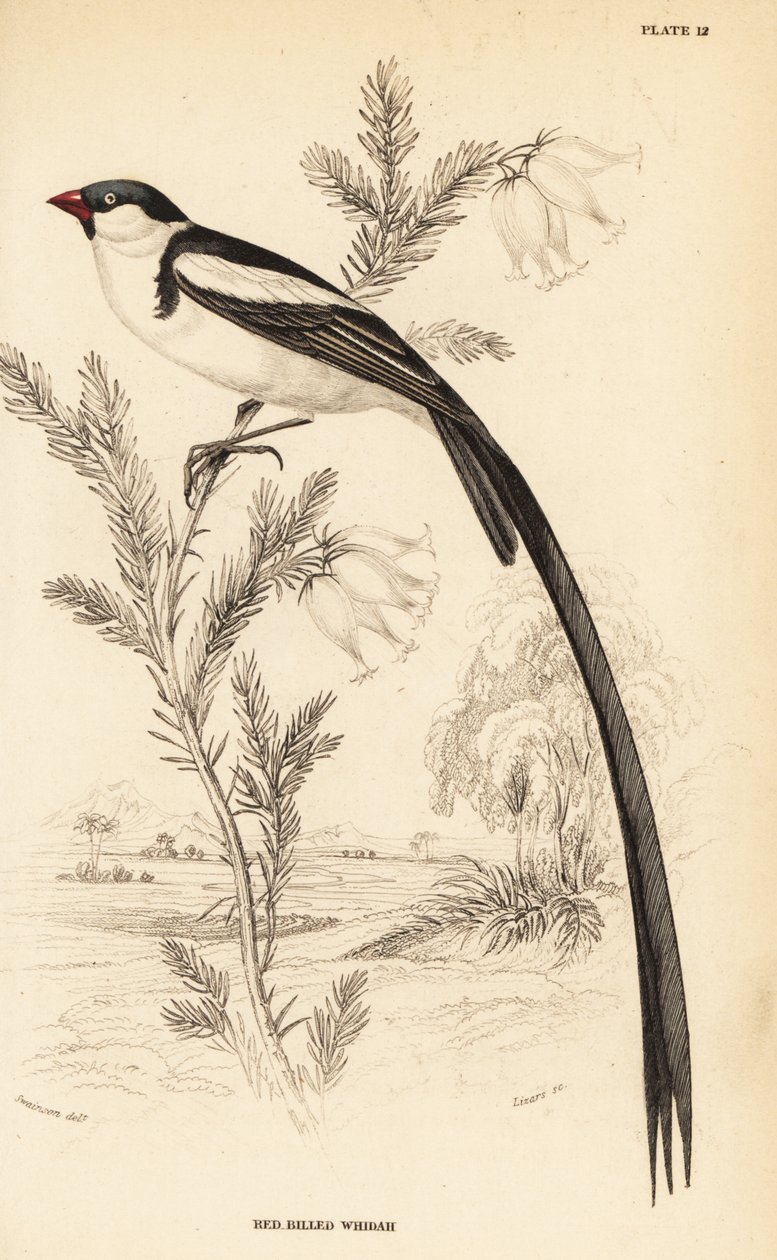 Schwanzspitzwitwe, Vidua macroura (Rotbillschwanzwitwe, Vidua erythrorhynchus) von William Home Lizars