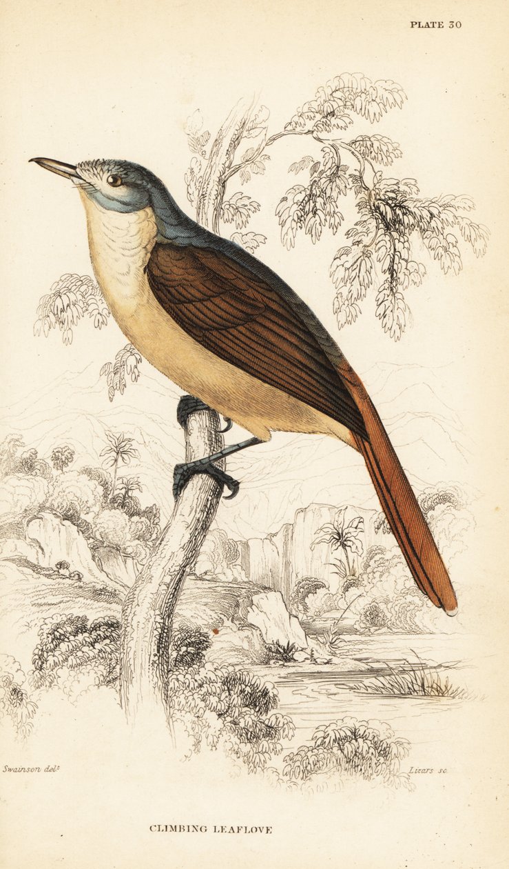Rotblättriger Blattliebhaber oder Kletternder Blattliebhaber, Phyllastrephus scandens von William Home Lizars