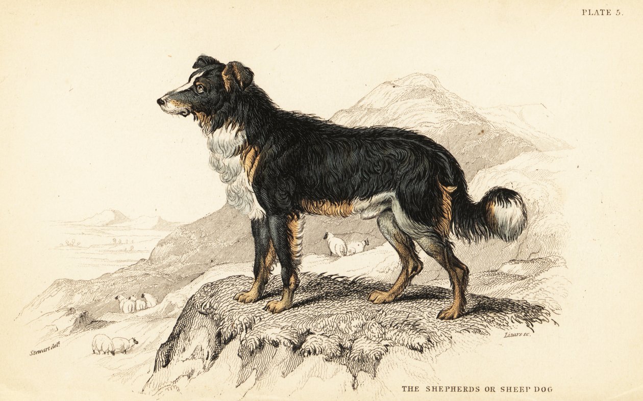 Hirtenhund oder Schäferhund, Canis lupus familiaris (Canis domesticus) von William Home Lizars