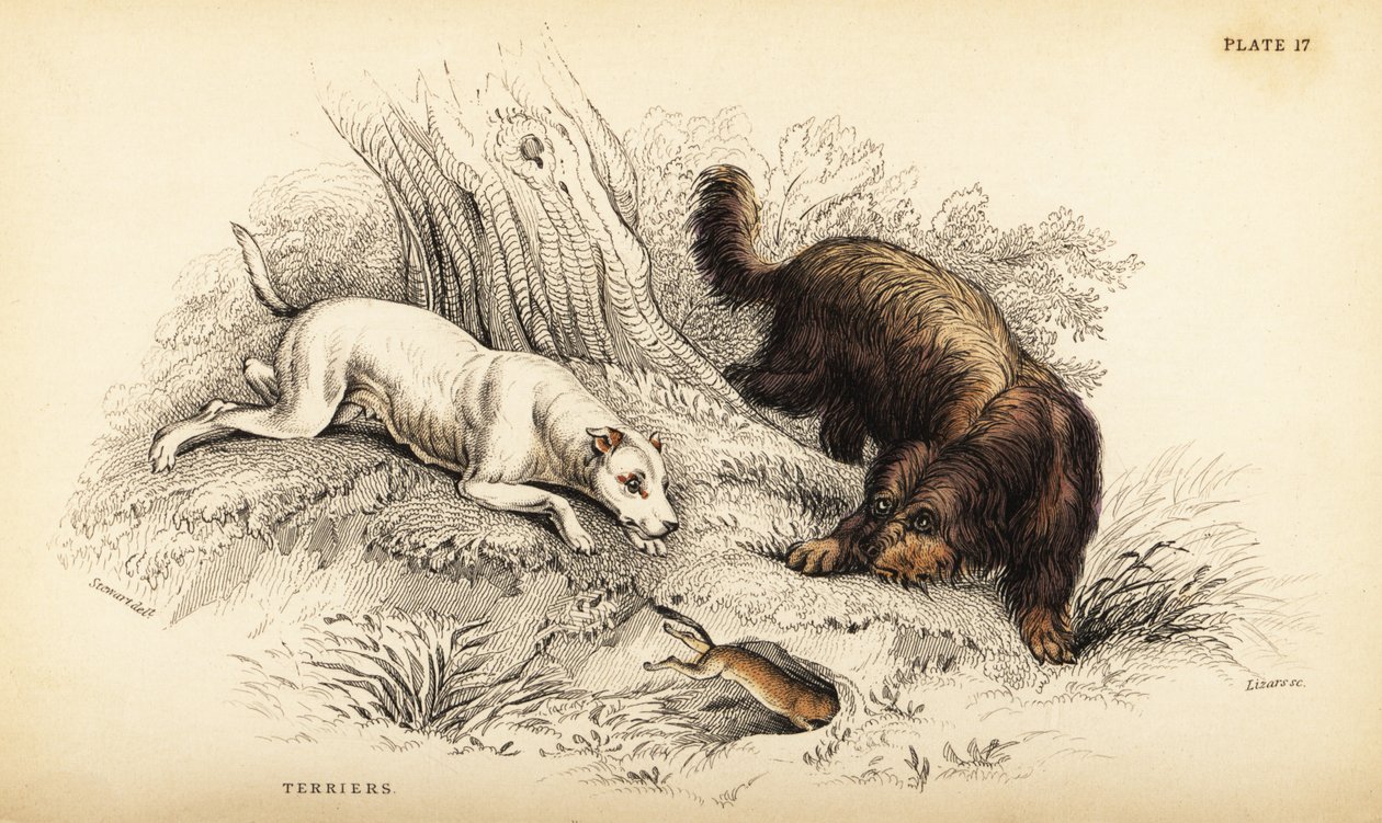 Glattbeschichteter Terrier und Schottischer oder Drahthaarterrier, Canis lupus familiaris von William Home Lizars