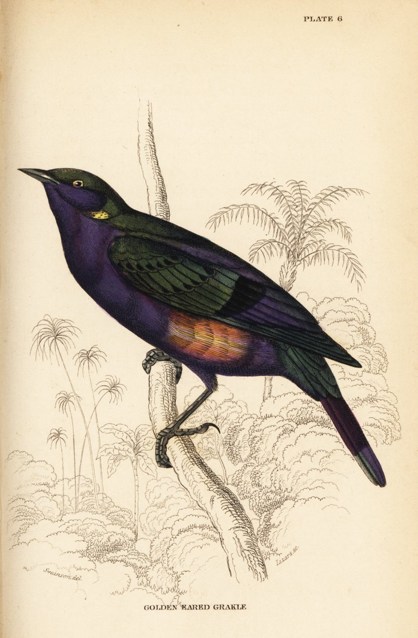 Prachtglanzstar (Senegal), Lamprotornis splendidus chrysonotis (Goldohrglanzstar, Lamprotornis chrysonotis) von William Home Lizars