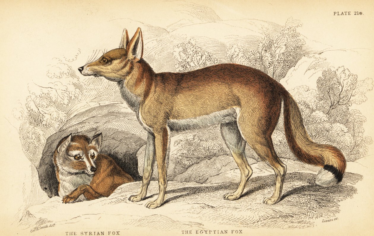 Syrischer Fuchs oder Taaleb, Vulpes thaleb (oder Blanfords Fuchs, Vulpes cana?) und Ägyptischer Fuchs oder Sabora, Vulpes vulpes niloticus von William Home Lizars