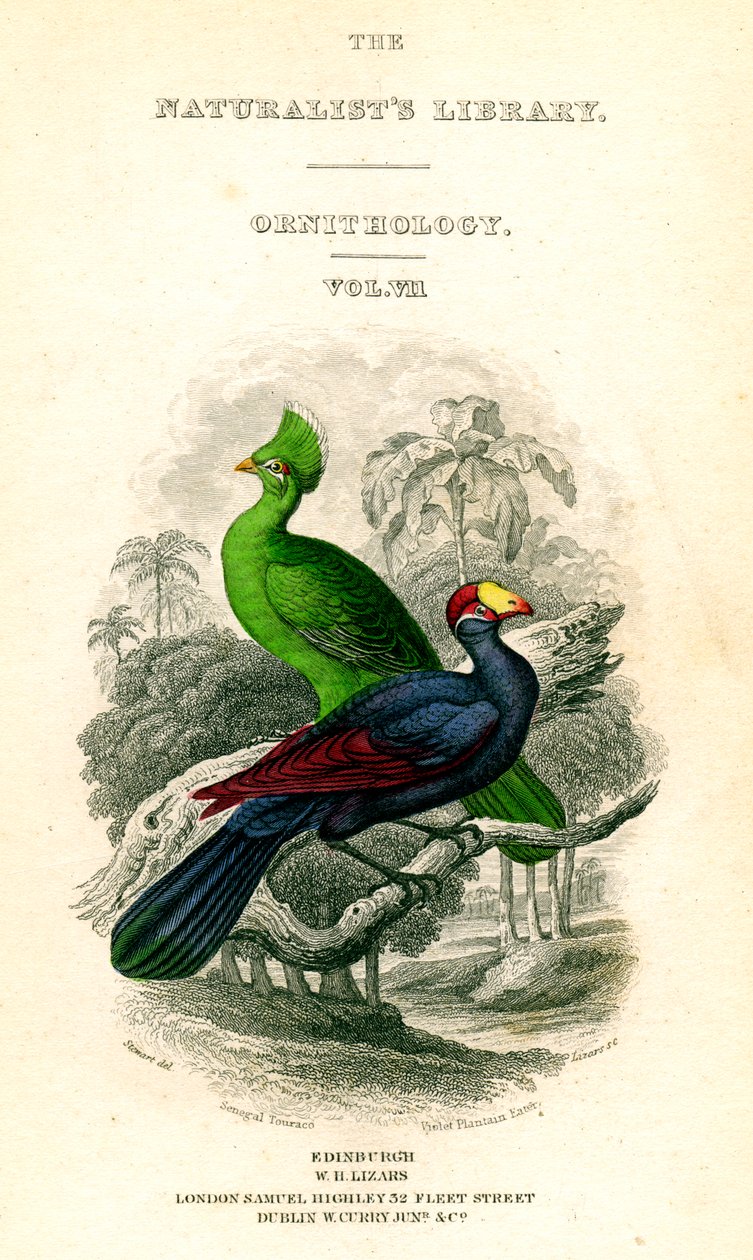 Die Bibliothek der Naturforscher, Ornithologie, Senegal-Turako, Veilchenpflanzenfresser, um 1833-1865 von William Home Lizars