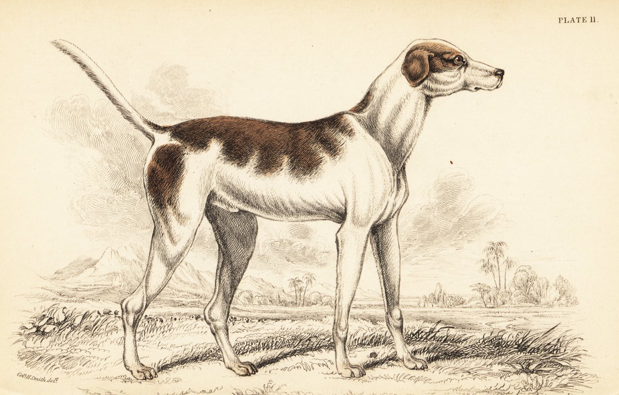Der orientalische Hund, Canis lupus familiaris von William Home Lizars