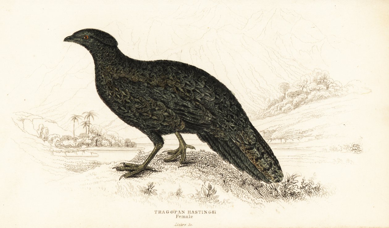 Westlicher Tragopan oder Westlicher Horntragopan, Weibchen, Tragopan melanocephalus von William Home Lizars