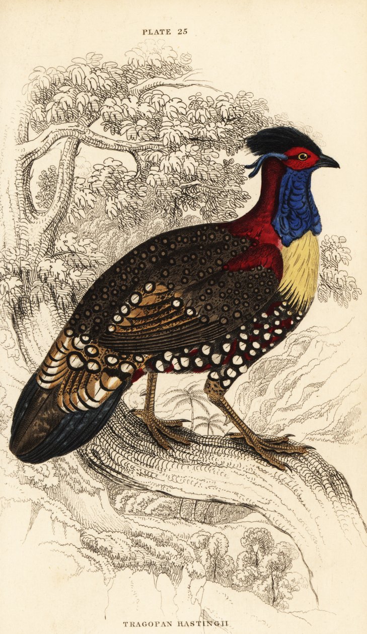 Westlicher Horntragopan, männlich, Tragopan melanocephalus von William Home Lizars