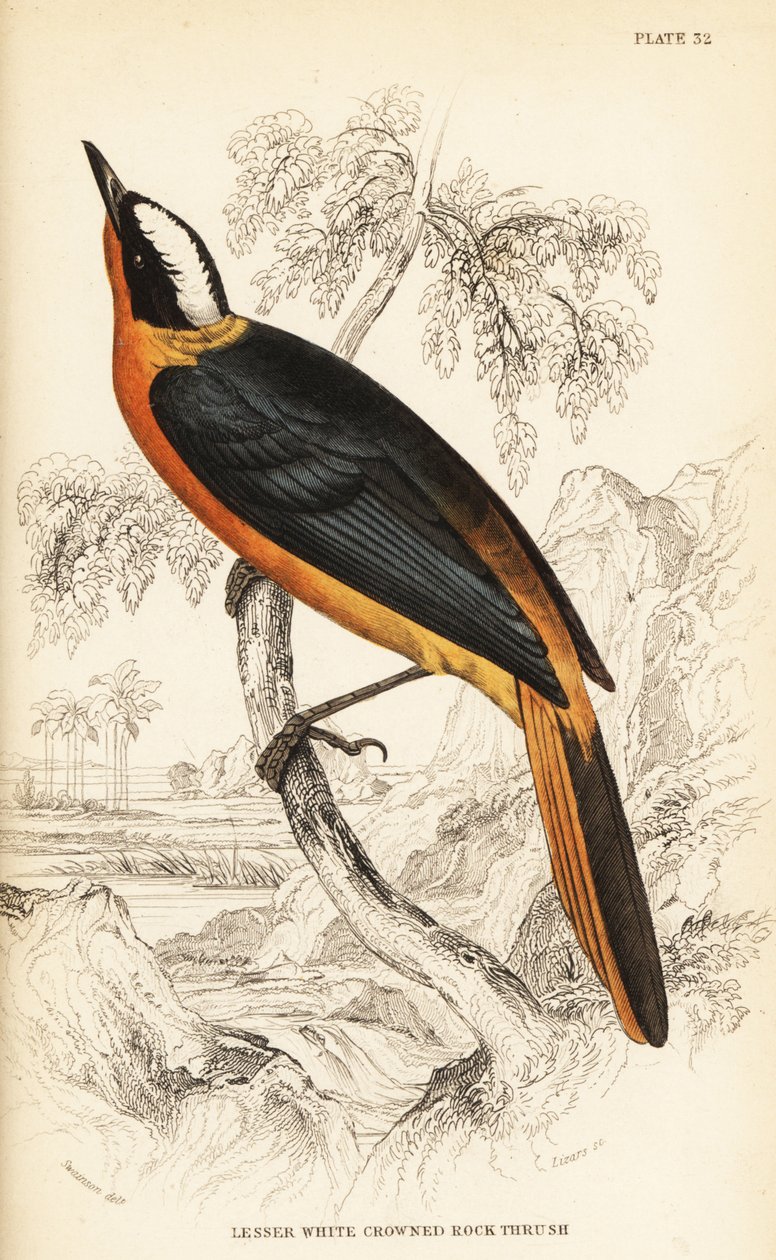 Weißkronen-Rotschwanz, Cossypha albicapilla (Kleiner Weißkronen-Felsenrotschwanz, Petrocincla albicapilla) von William Home Lizars