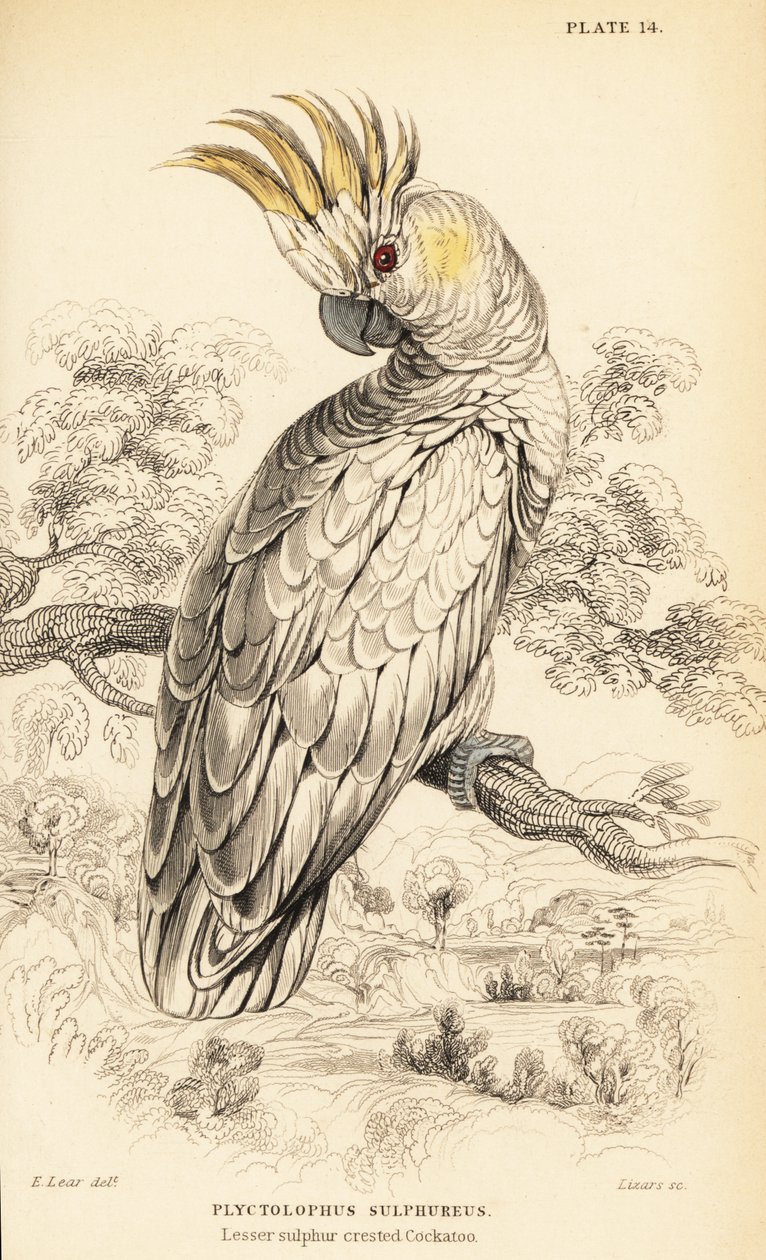 Gelbwangenkakadu, Cacatua sulphurea von William Home Lizars