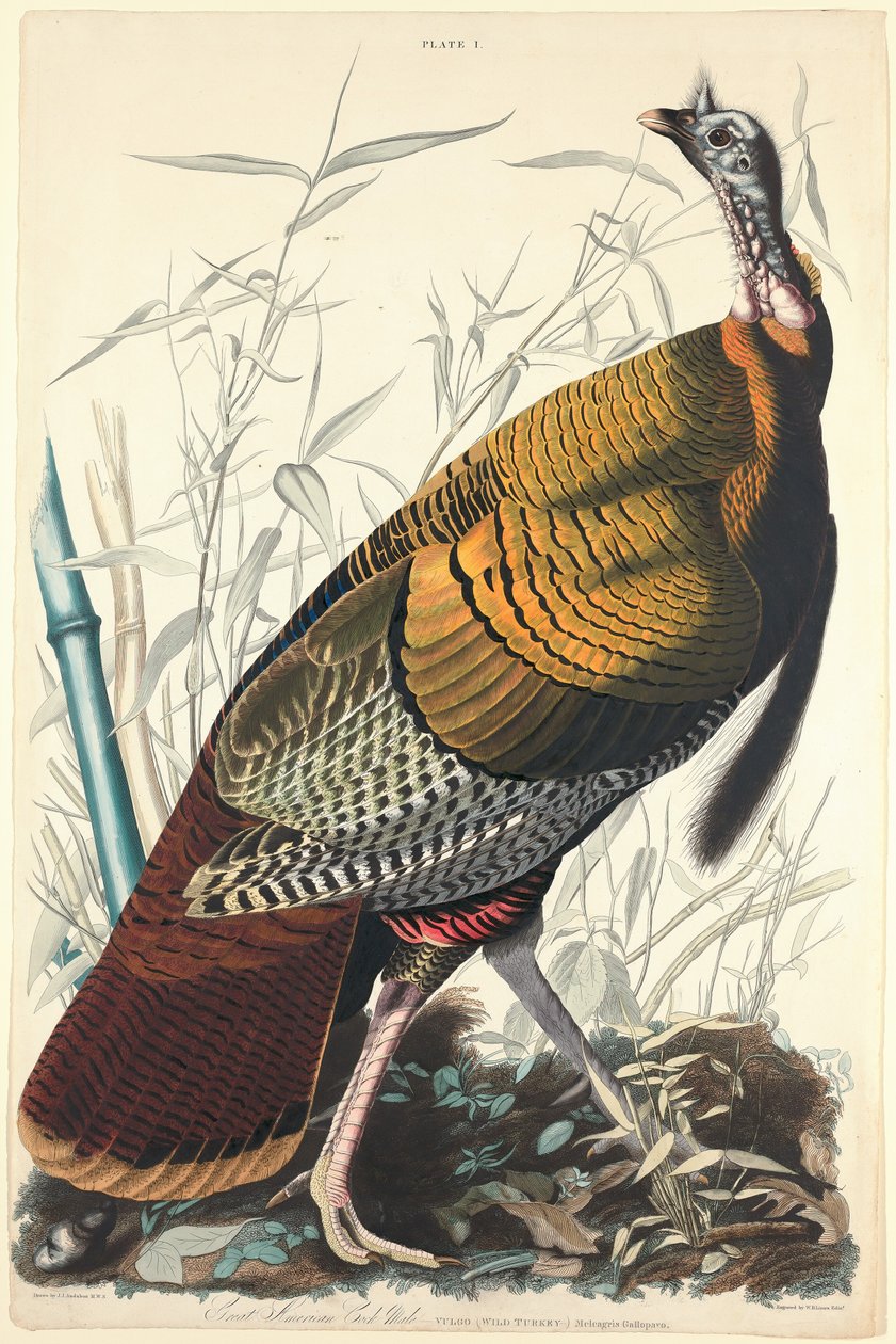Großer amerikanischer Hahn von William Home Lizars after John James Audubon