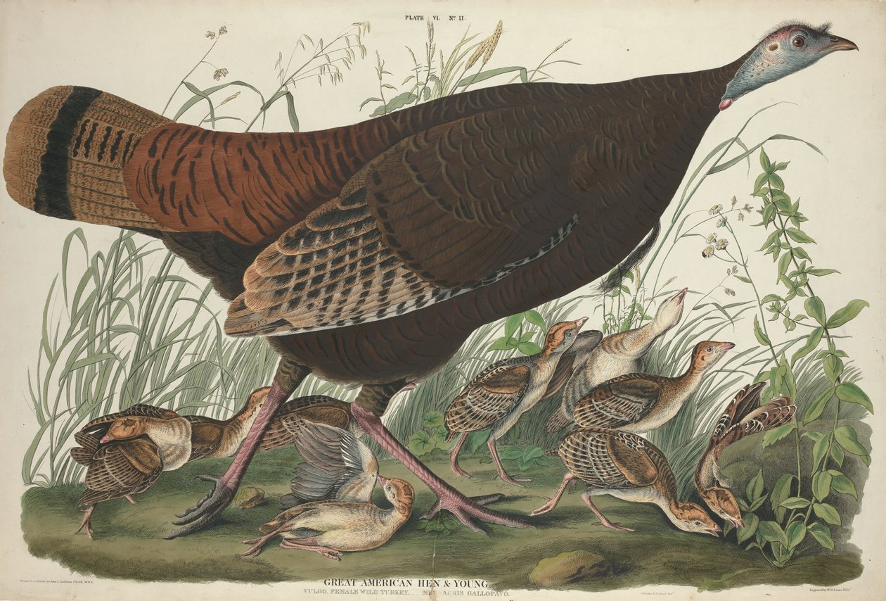 Große amerikanische Henne und Junge von William Home Lizars after John James Audubon