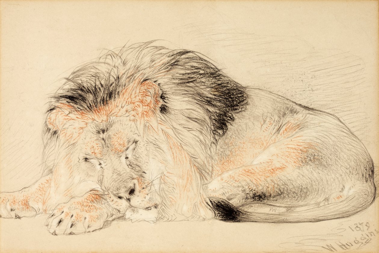 Studie eines Löwen von William Huggins
