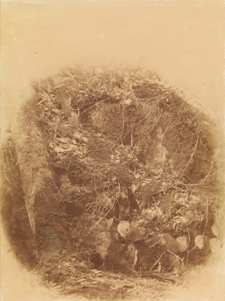 Ohne Titel, aus dem Portfolio Der Wald: Adirondack Woods von William James Stillman