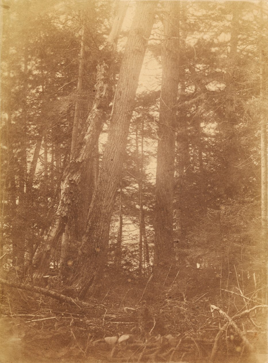 Ohne Titel, aus dem Portfolio Der Wald: Adirondack-Wälder von William James Stillman