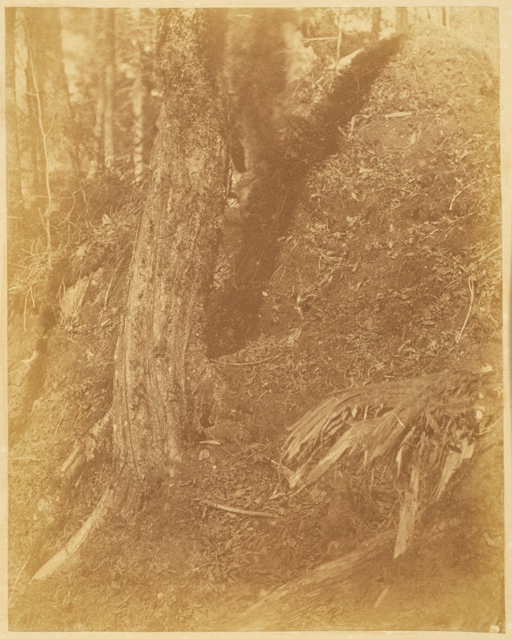 Ohne Titel, aus dem Portfolio Der Wald: Adirondack-Wälder von William James Stillman