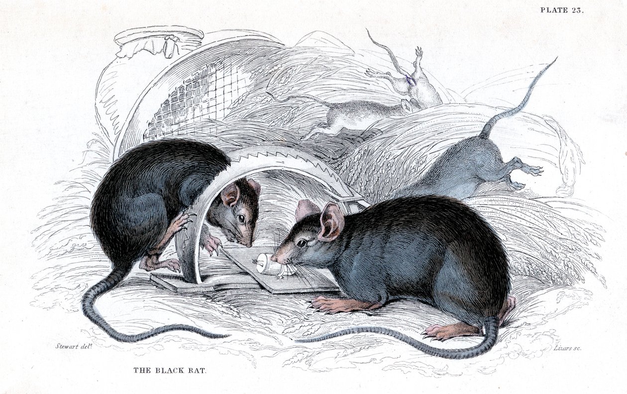 Gravur einer Schwarzen Ratte, die in einer Falle gefangen ist, 1838 von William Jardine