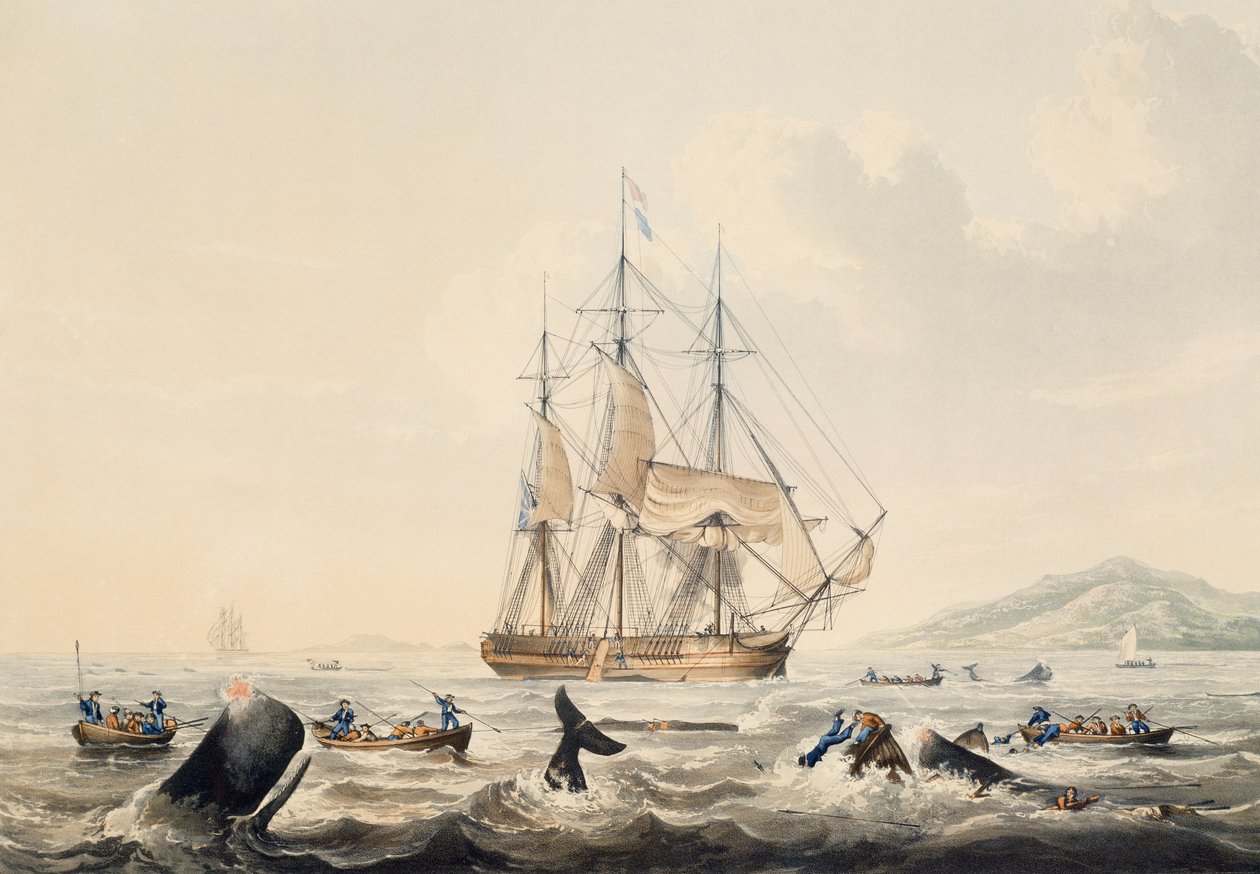 Walfang in den Südmeeren von William John Huggins