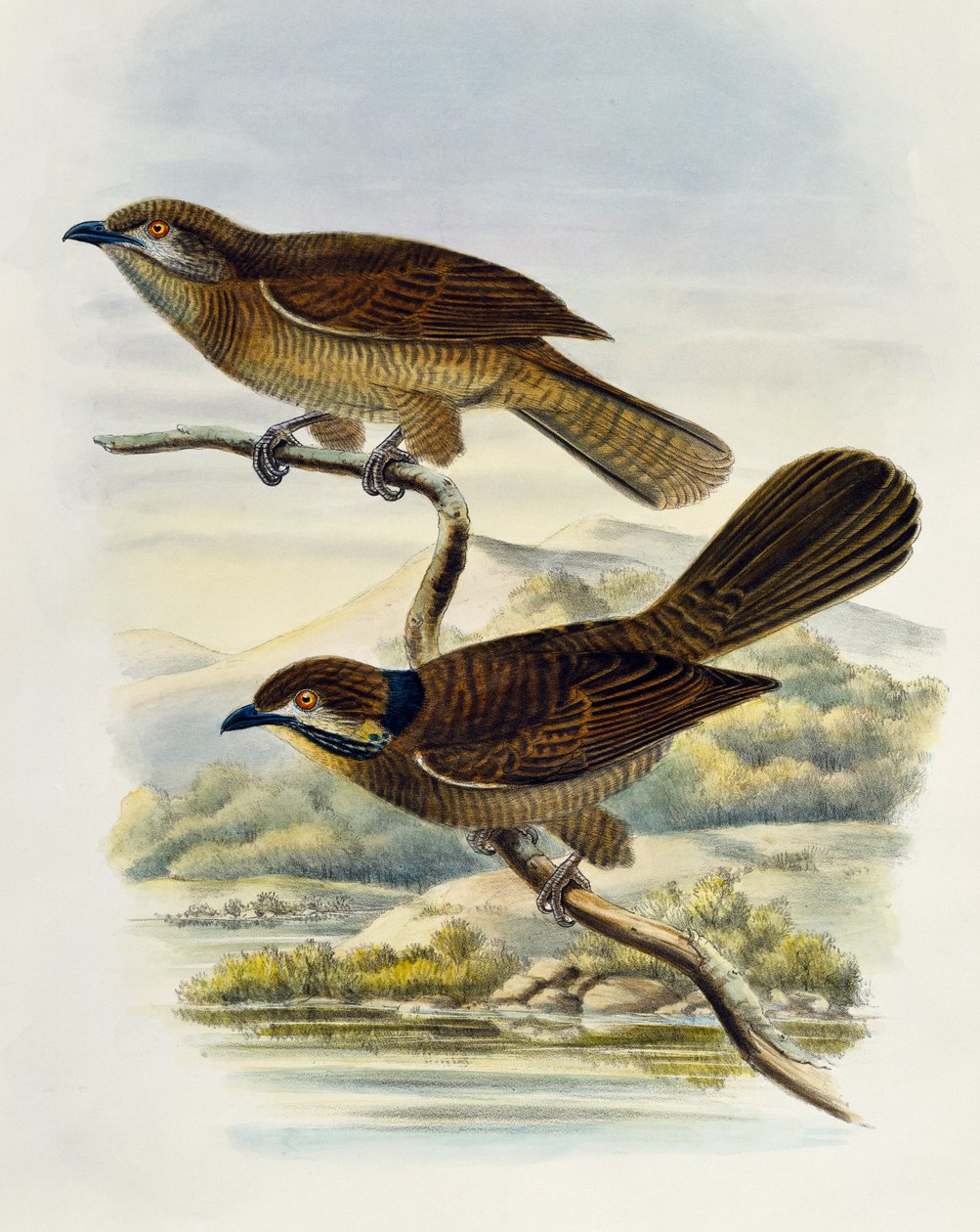 Zwergkoel (Microdynamis parva), Gravur von William Matthew Hart (1830-1908), Vereinigtes Königreich von William Matthew Hart