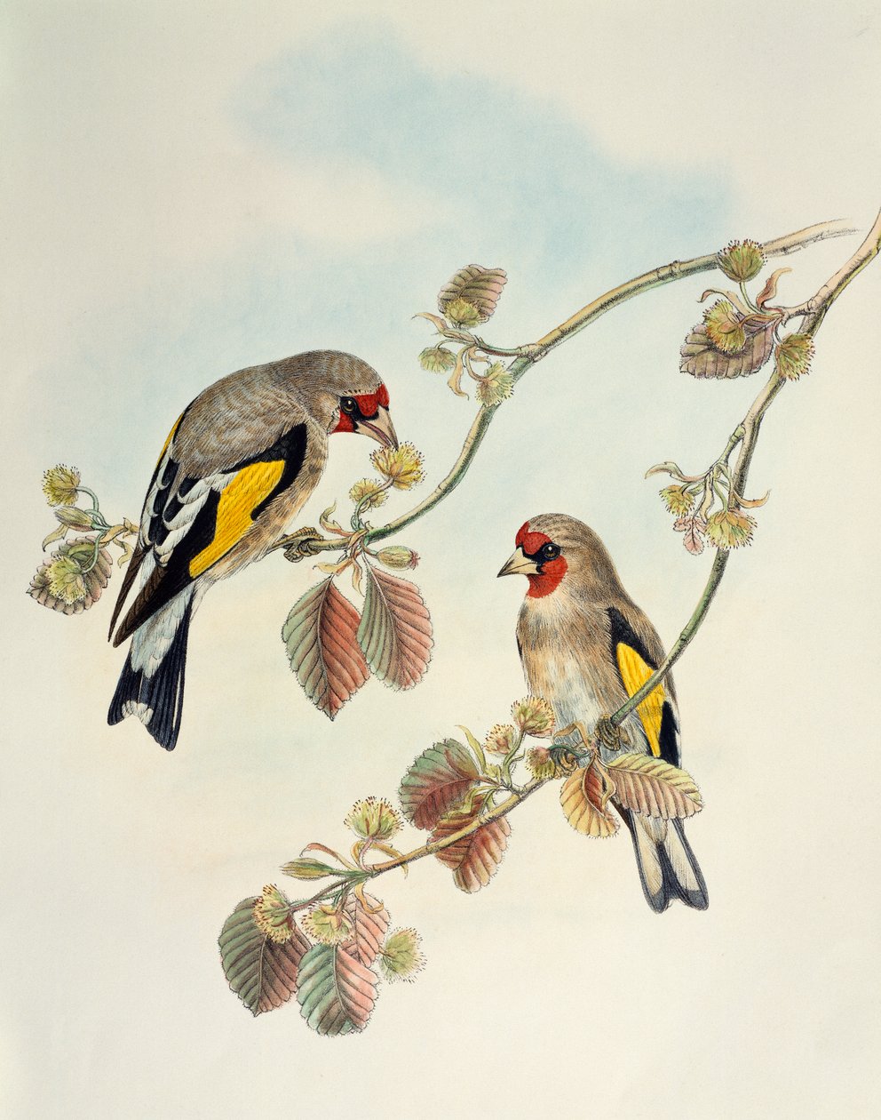 Stieglitz (Carduelis carduelis caniceps), Lithographie aus Birds of Asia von William Matthew Hart