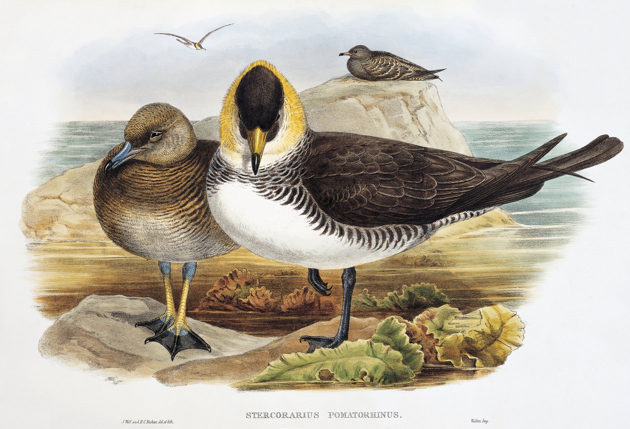 Pomarine Jaeger (Stercorarius pomarinus), Lithographie aus Birds of Great Britain von William Matthew Hart