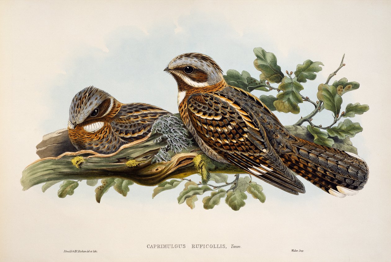 Rotschwanz-Nachtschwalbe (Caprimulgus ruficollis), Lithographie aus Birds of Great Britain von William Matthew Hart