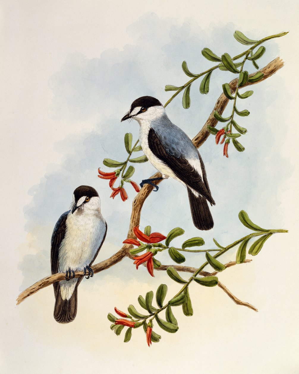 Stromrobin (Monachella muelleriana), Gravur von William Matthew Hart (1830-1908), Vereinigtes Königreich von William Matthew Hart