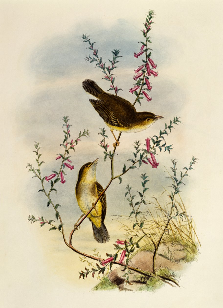 Weißgefleckter Fliegenschnäpper (Pseudogerygone notata), Gravur von William Matthew Hart von William Matthew Hart