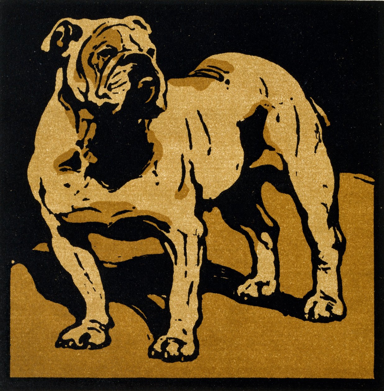 Der britische Bulldogge, aus 