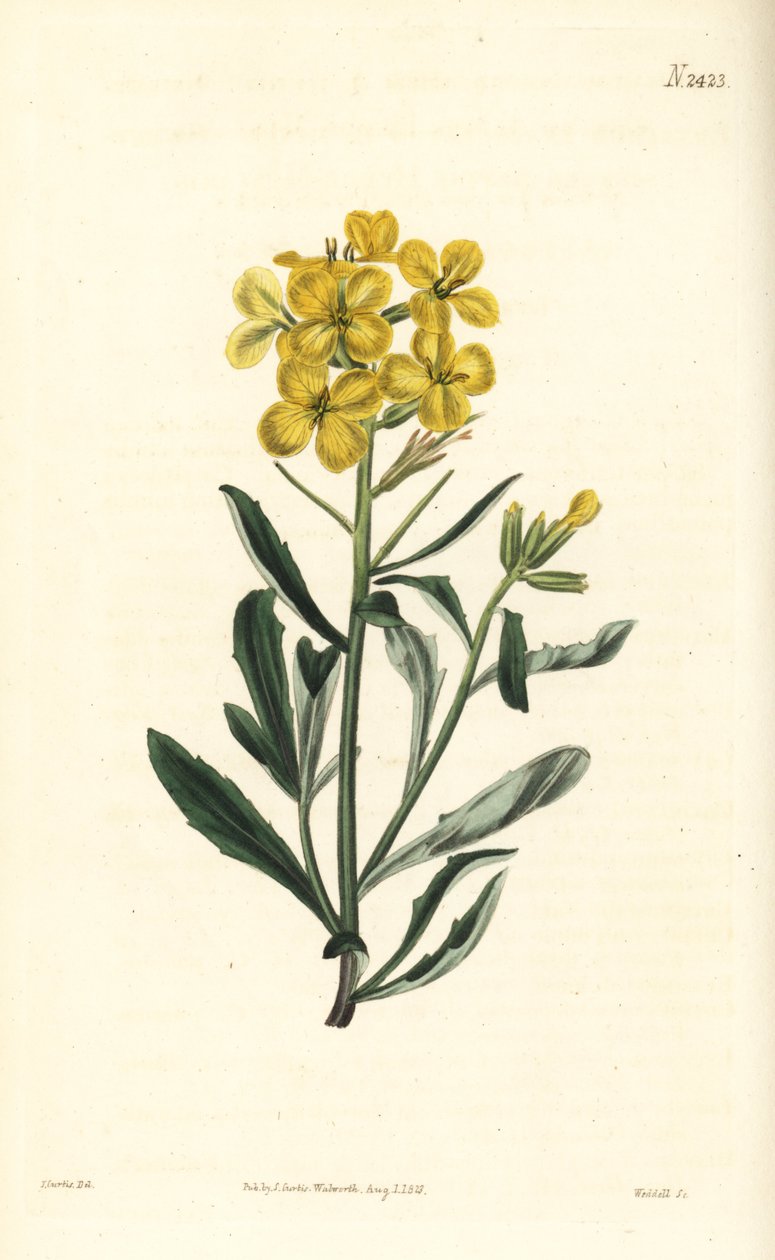 Duftende Mauerblume, Erysimum odoratum von William Smellie