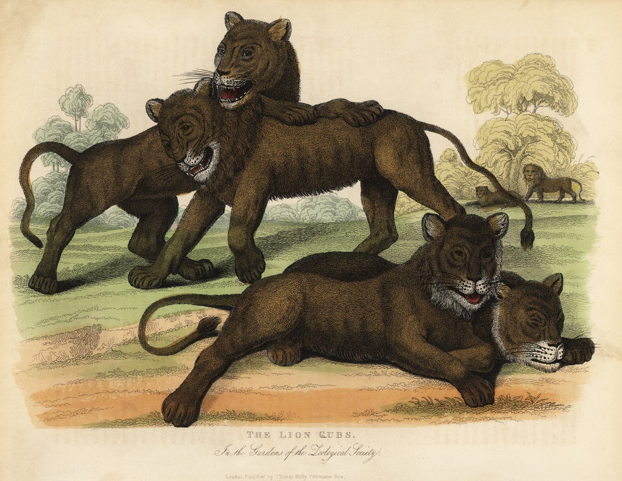 Die Löwenjungen in den Gärten der Zoologischen Gesellschaft von William Smellie