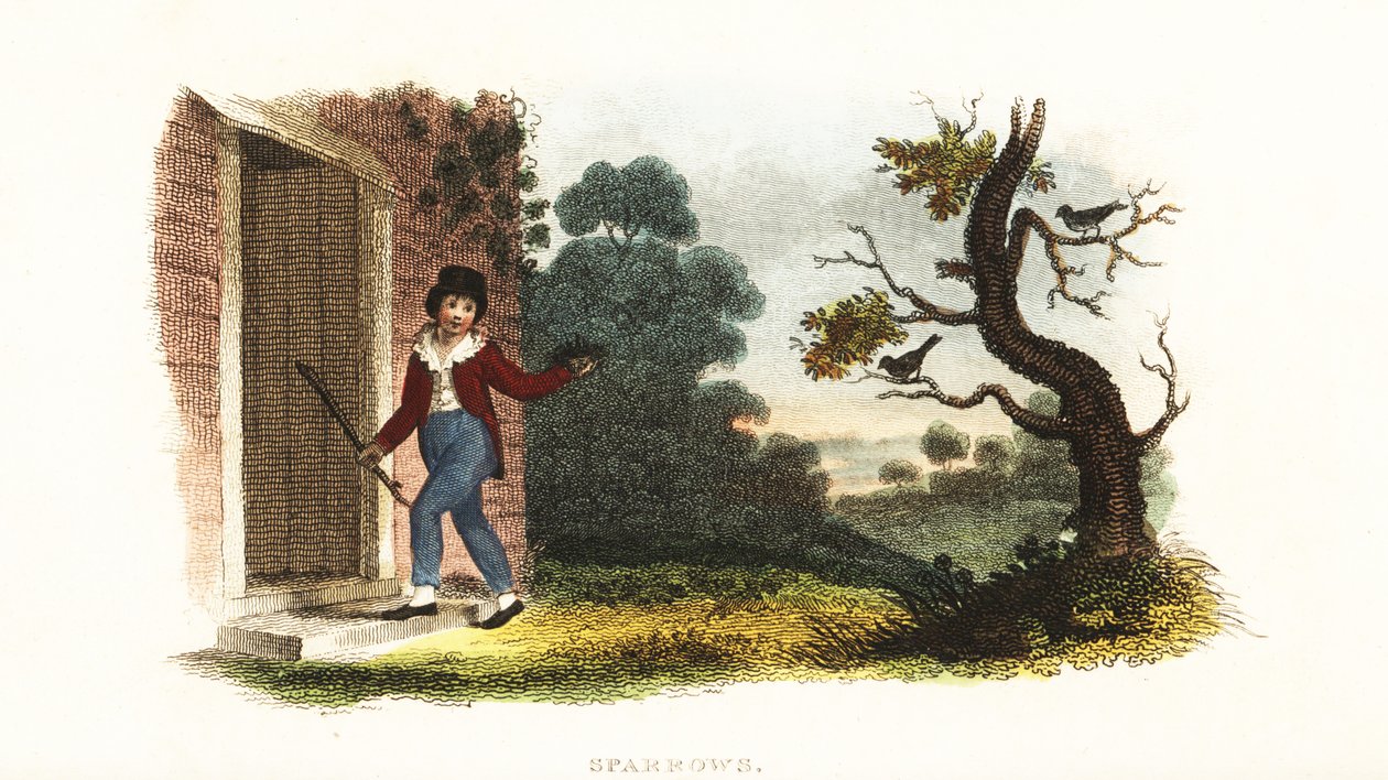 William Smellie, als Junge, nimmt ein Nest mit jungen Spatzen von ihren Eltern für ein Experiment von William Smellie