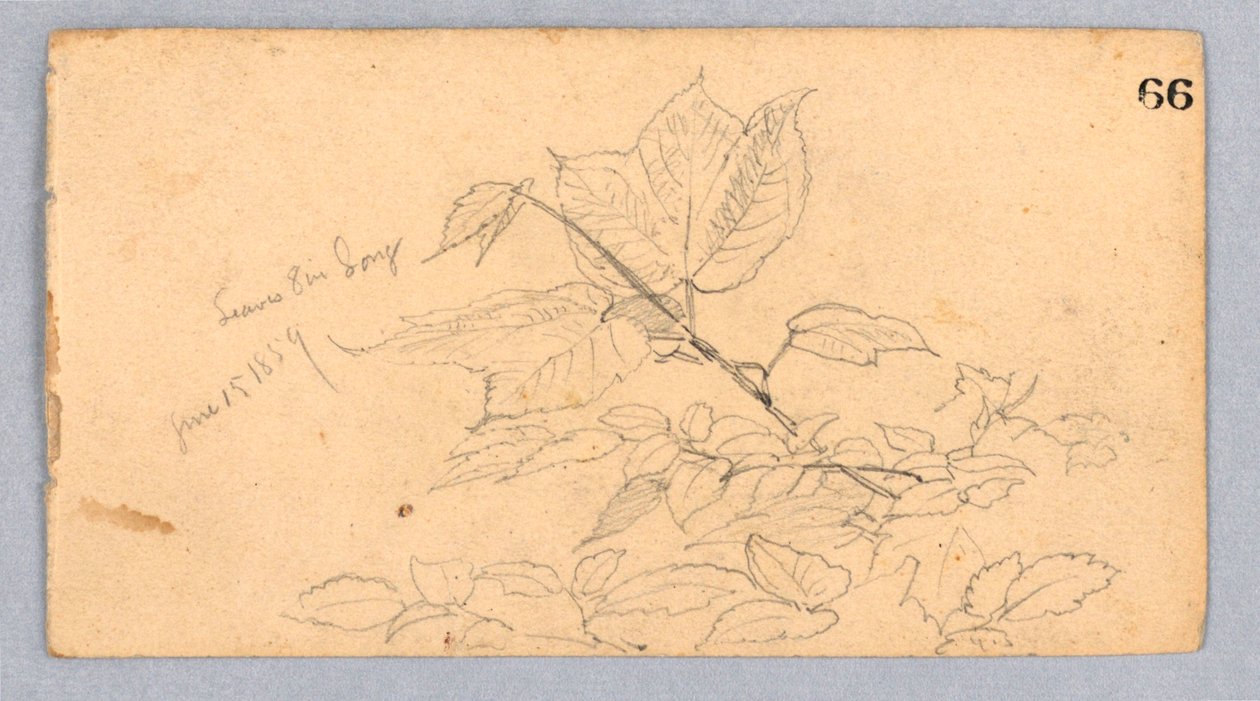 Studie von Laub von William Trost Richards