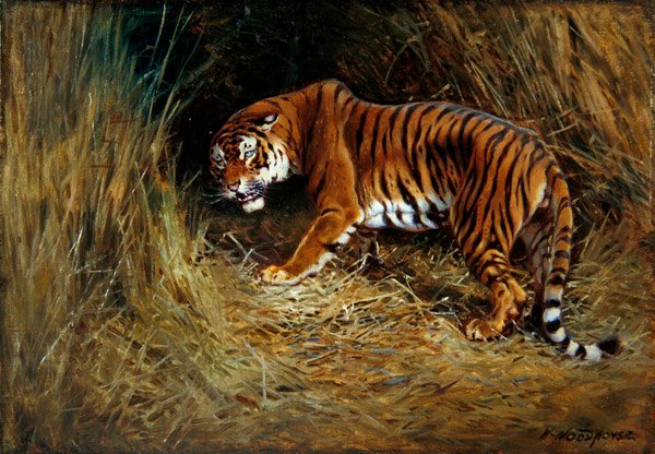 Ein schleichender Tiger von William Woodhouse