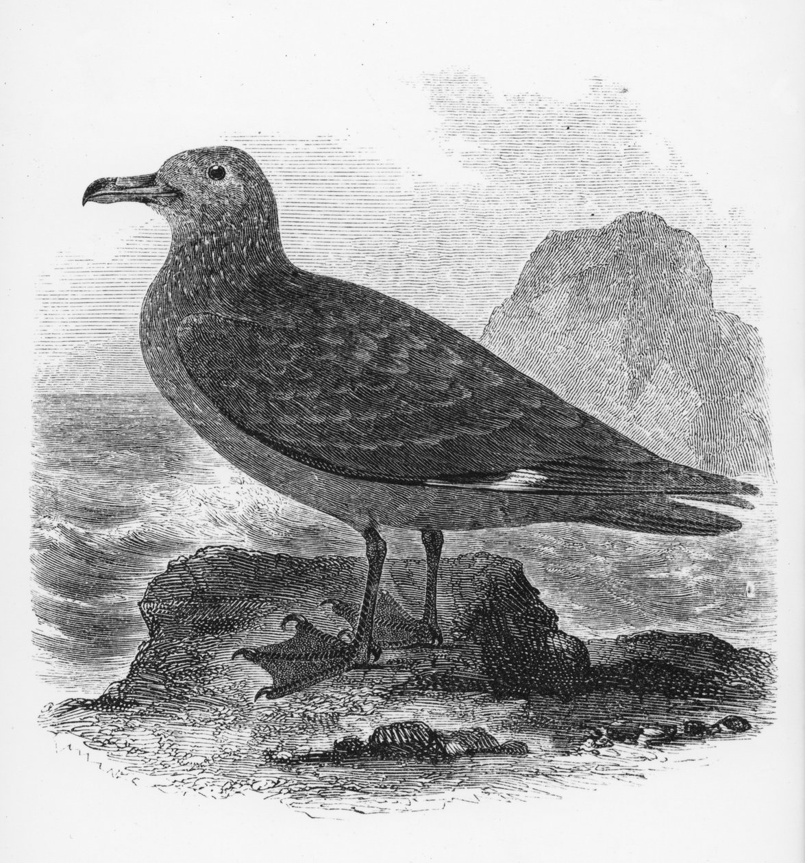 Die Skua, Illustration aus 