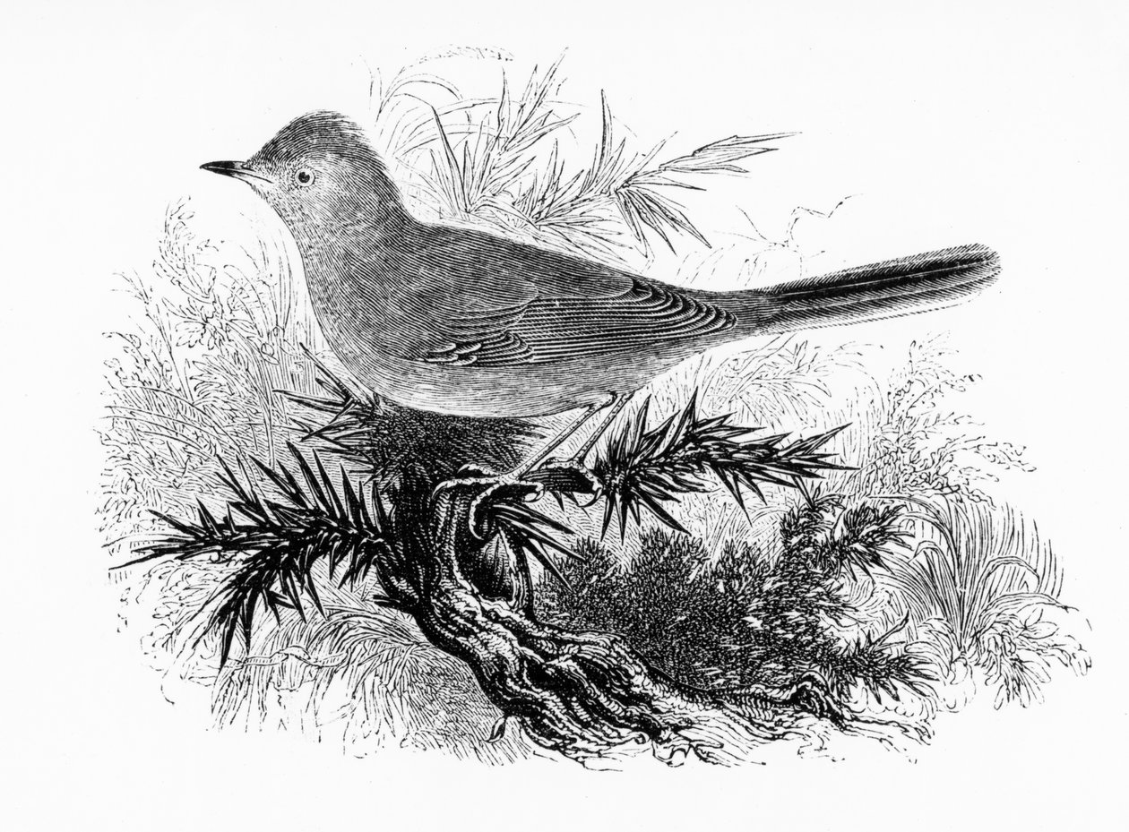 Der Dartford Warbler, Illustration aus 