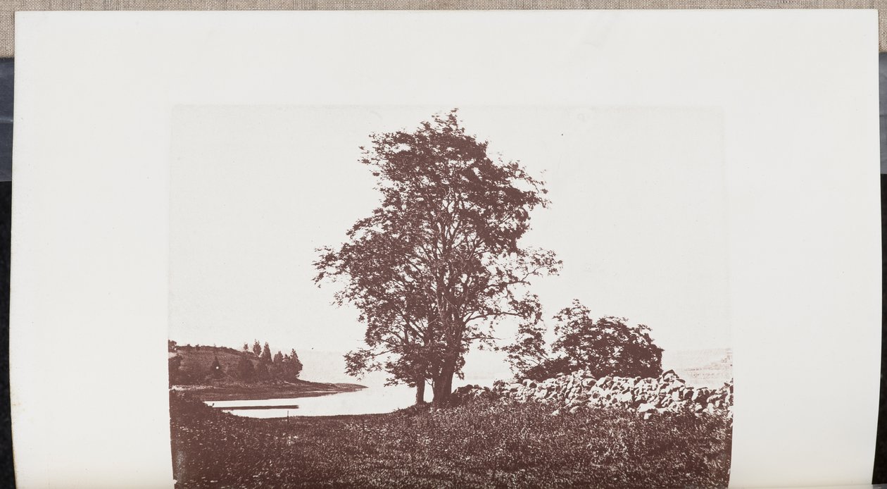 Heuschreckenbäume am Ufer des Bass River in Beverly von Wilson Flagg