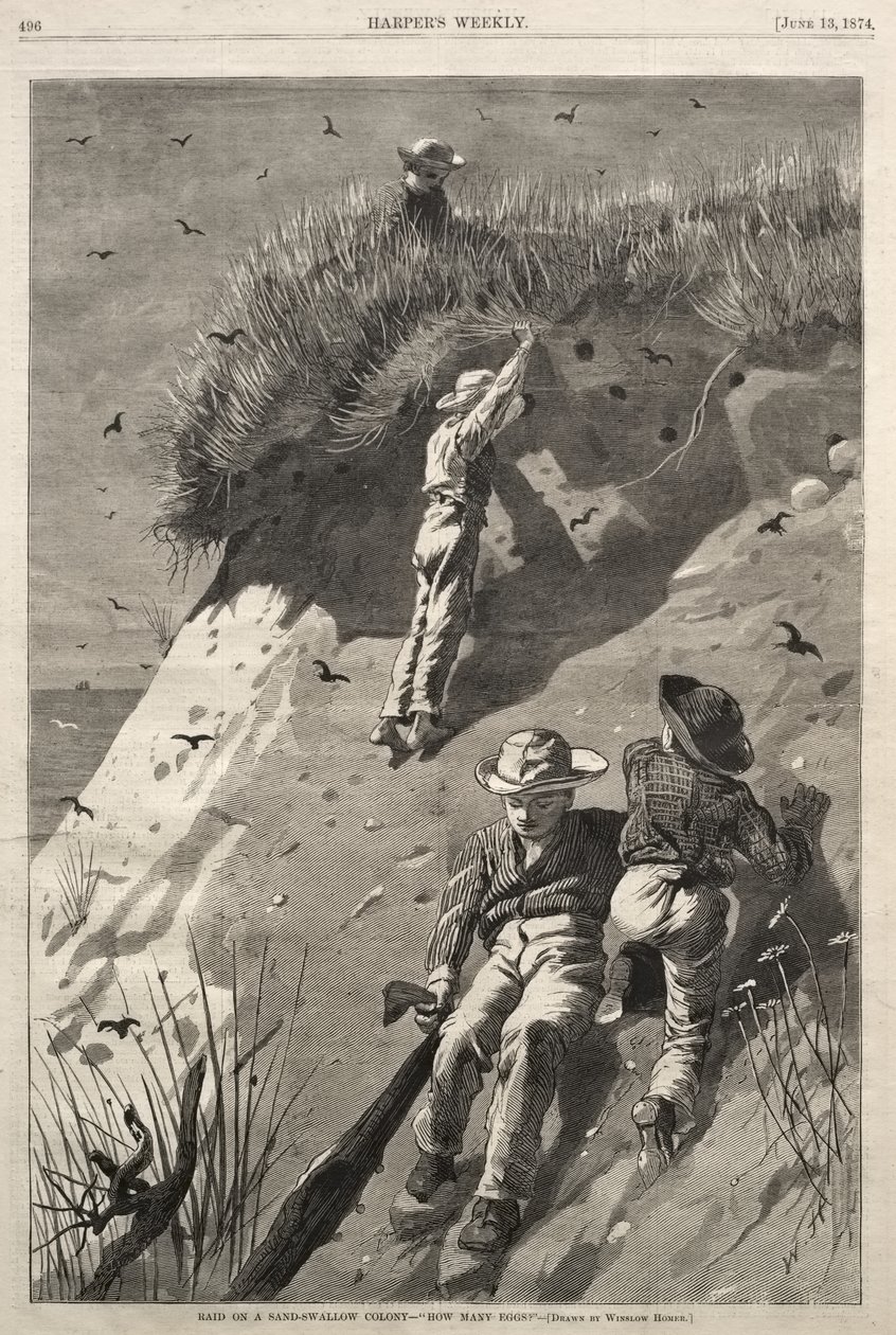Überfall auf eine Sandschwalbenkolonie - "Wie viele Eier?" von Winslow Homer