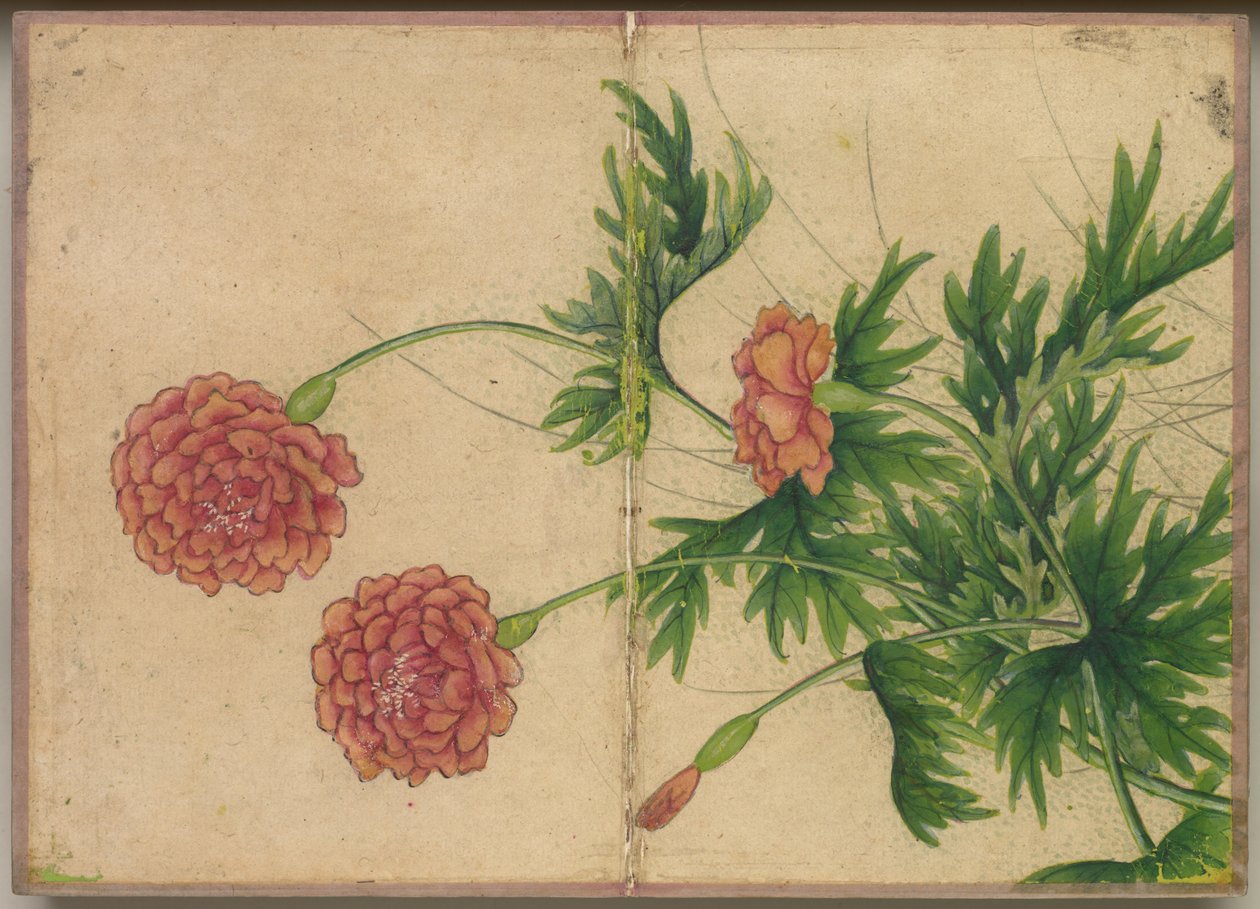Schreibtischalbum: Blumen- und Vogelmalereien Pfingstrose, 18. Jahrhundert von Zhang Ruoai