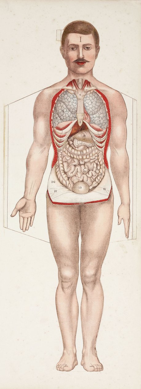 Anatomische Figuren Die inneren Organe, spätes 19. - frühes 20. Jahrhundert von Frederick (attr. to) Barnard