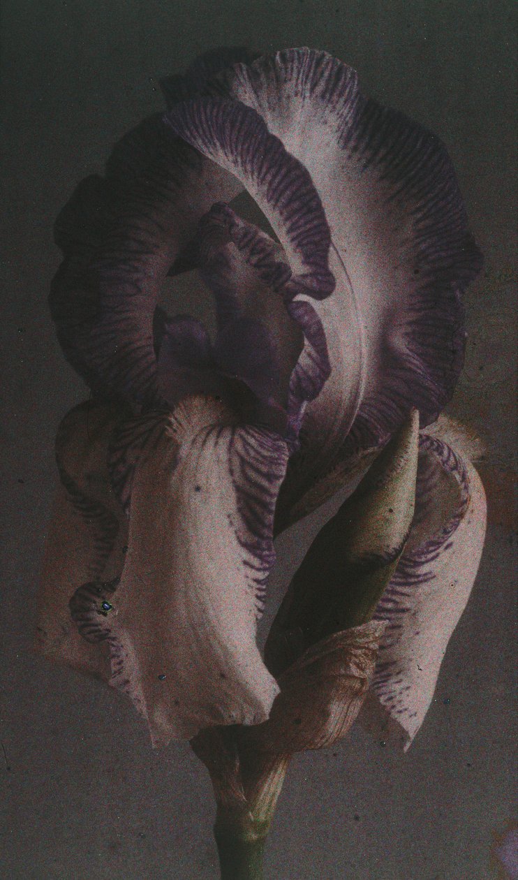 Iris germanique (Deutsche Schwertlilie) von Frederick (attr. to) Barnard